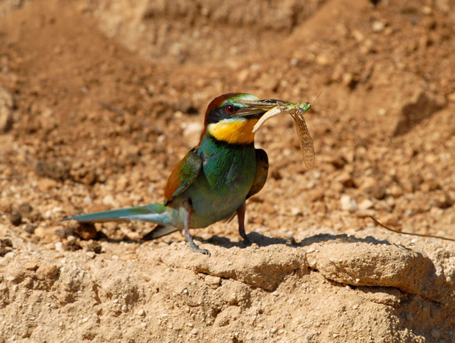 Ptica-Čebelar-in-kobilica-(Marko-Gregorič)-cd-skofja-loka-ptica-cebelar-in-kobilicao