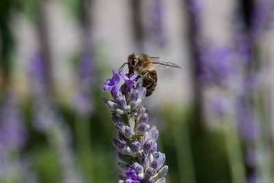 Naravoslovni dan OŠ Helene Puhar, Kranj