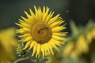 Društveni piknik in maša
